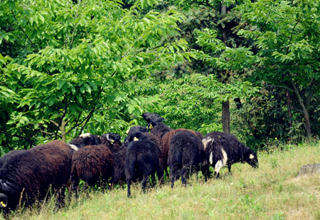 Black bone sheep