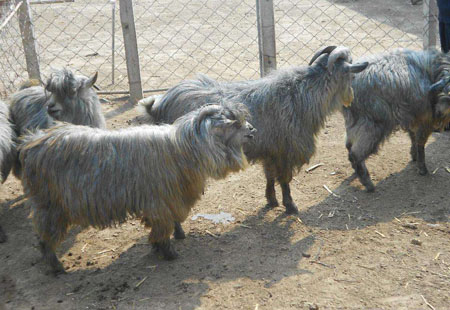 Grey goat