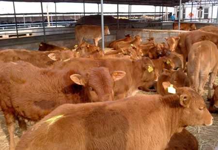Luxi cattle
