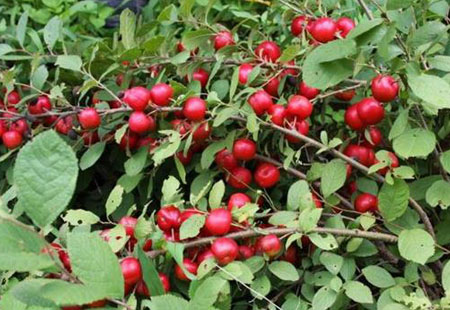 High calcium fruit