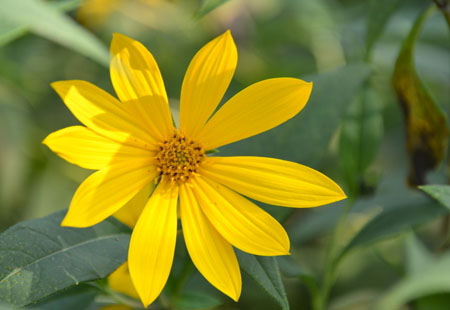 Silphium perfoliatum