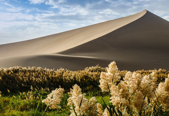 Ecological governance in the Middle East desert